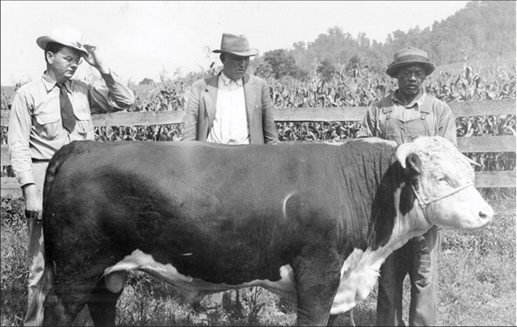 W.E. Shipley, far left, with colleagues and a prize Hereford bull